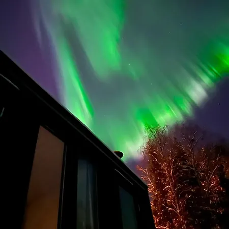 Aurora Forest *